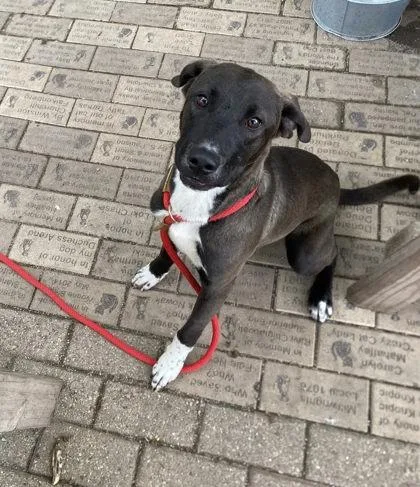 A young medium-sized female Mixed Breed dog named Opal for adoption in Hobart, IN