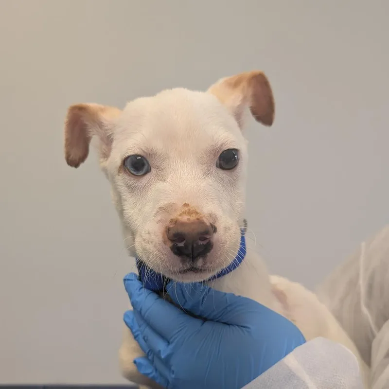 A baby small-sized male White / Cream Chihuahua dog named Duo for adoption in Greenville, SC