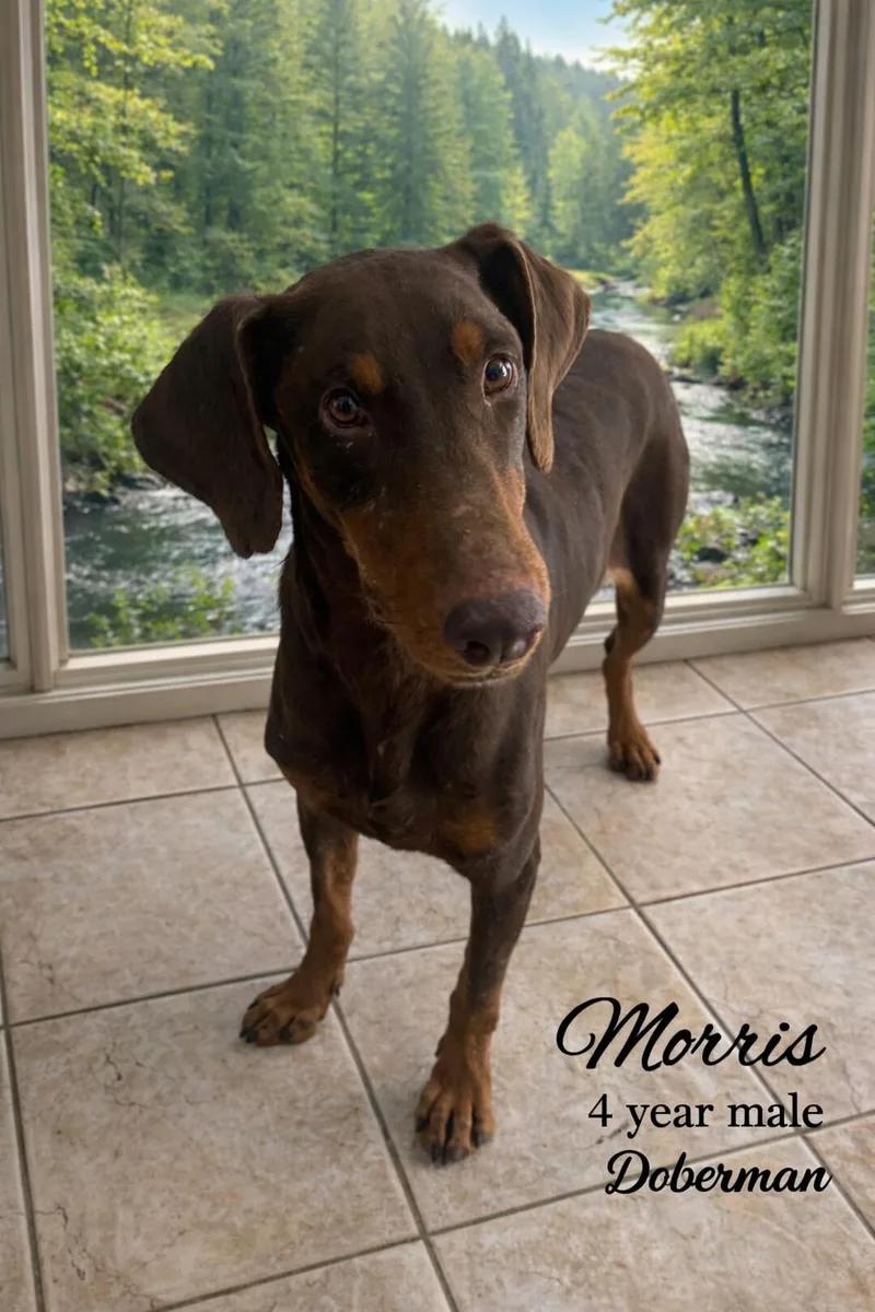 Morris  – 