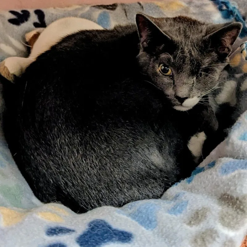 Mama Bonnet thumbnail 2