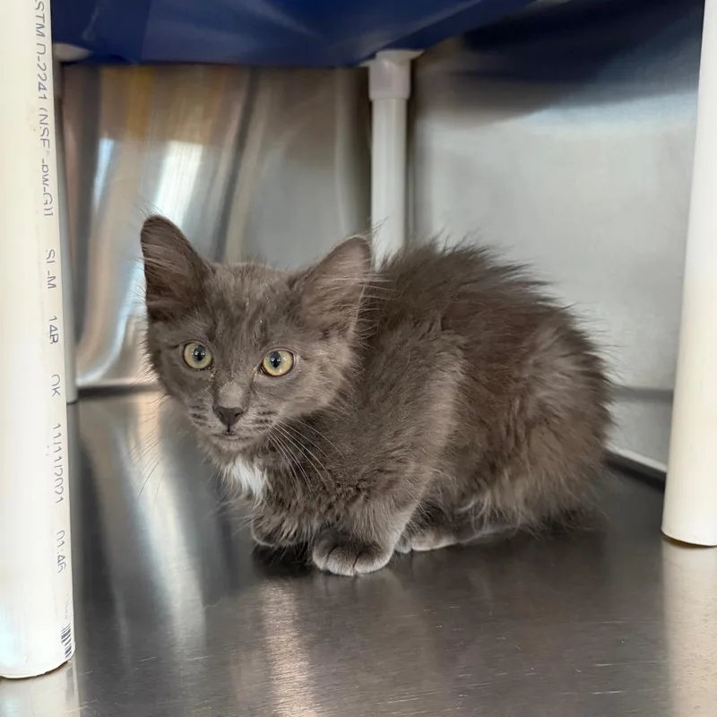 A baby small-sized male Gray / Blue / Silver Domestic Medium Hair cat named Pentair for adoption in Spanish Fork, UT