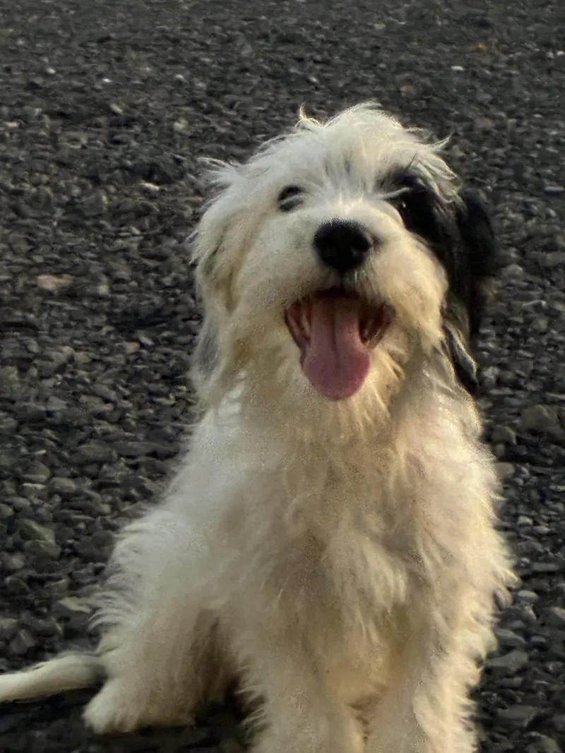 A baby small-sized female Miniature Poodle dog named Bubbles for adoption in Havertown, PA