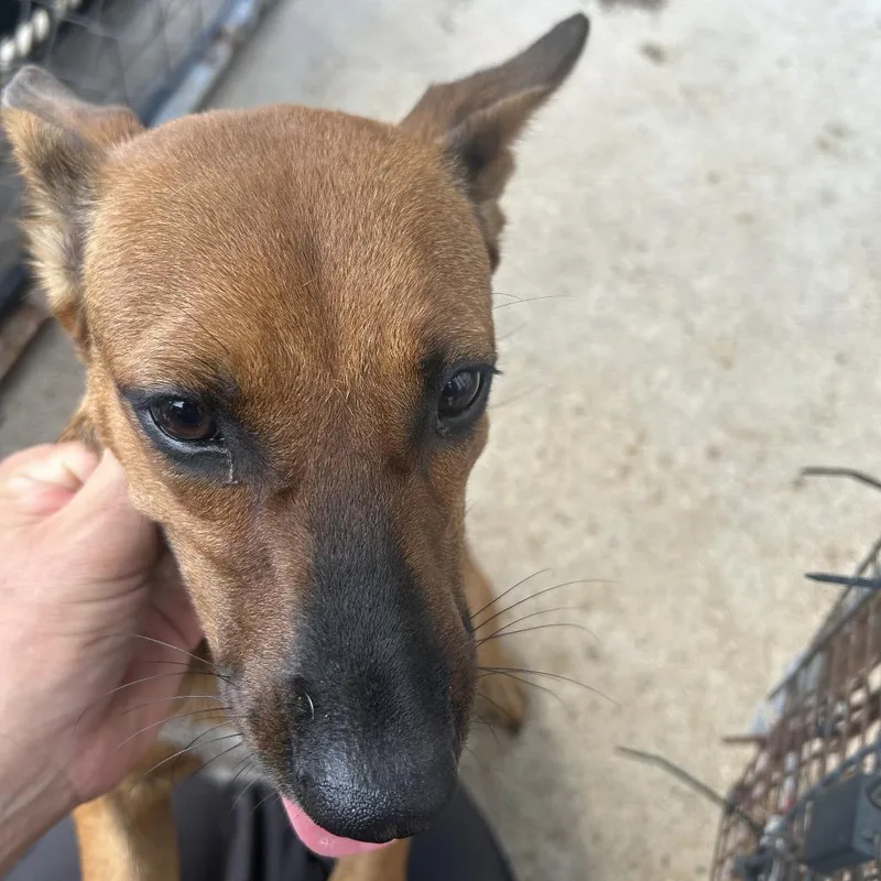 A young small-sized female Brown / Chocolate Shepherd dog named Brown Sugar for adoption in Lake Jackson, TX