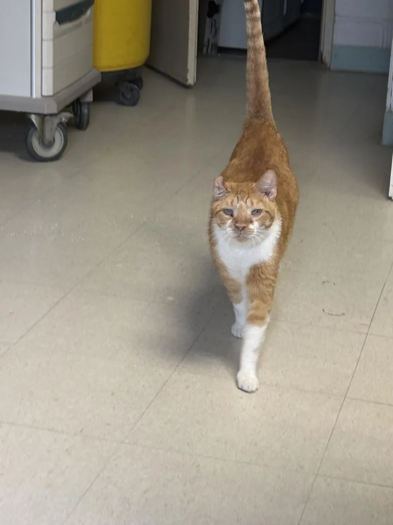 An adult medium-sized male Orange & White Domestic Short Hair cat named Bombolotto for adoption in Vernon, NJ
