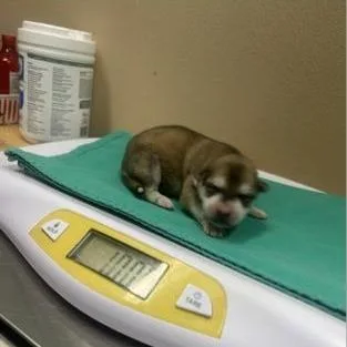 A baby small-sized female Brown / Chocolate Husky dog named Luna for adoption in Tacoma, WA