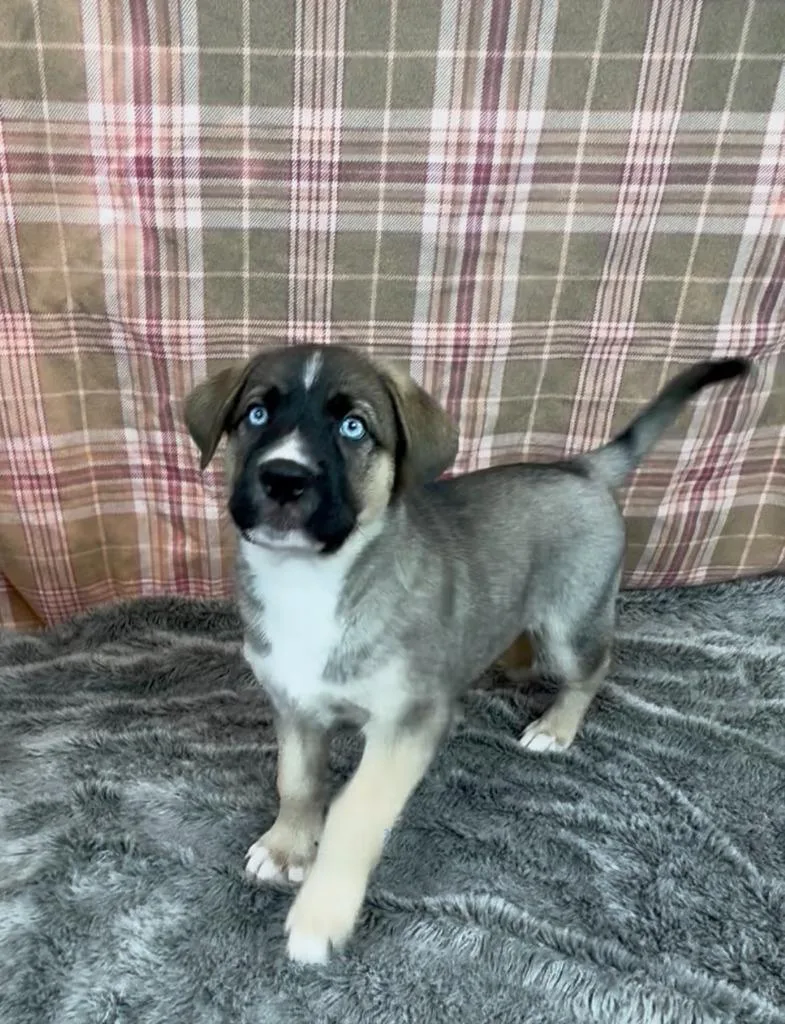 A baby large-sized female Husky dog named Azafran for adoption in Phoenix, AZ