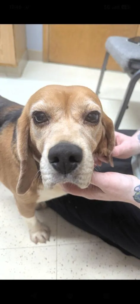An adult medium-sized female Beagle dog named Dorothy for adoption in Barron, WI