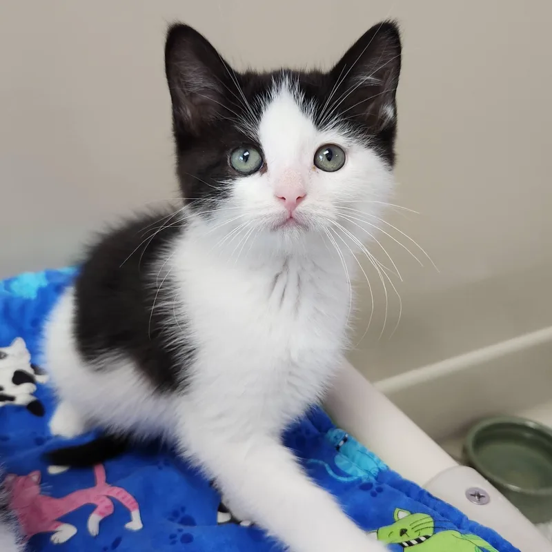 A baby medium-sized female Black & White / Tuxedo Tuxedo cat named Brosnan for adoption in Marshfield, WI