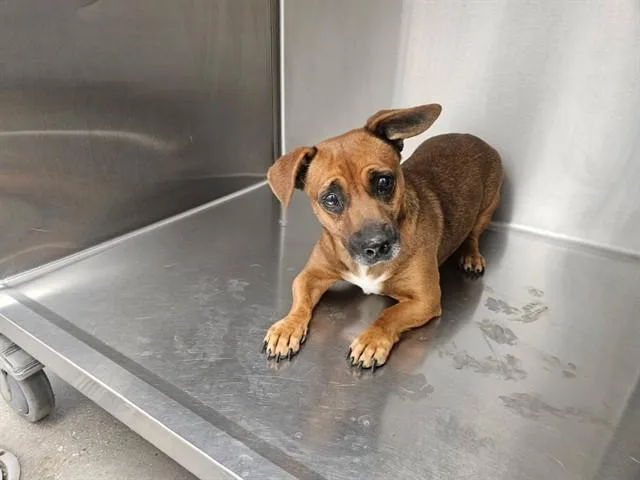 A young small-sized female Chihuahua dog named A for adoption in Tucson, AZ