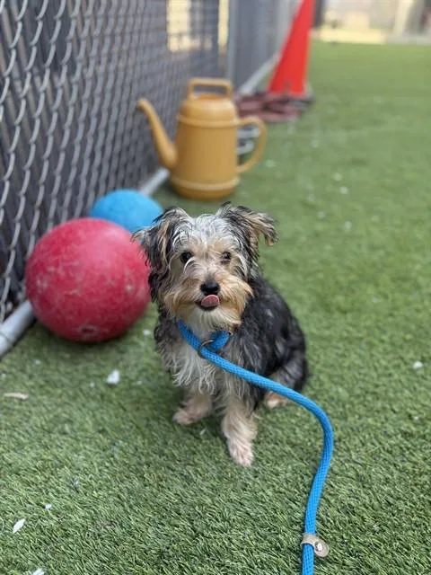 A baby small-sized female Yorkshire Terrier dog named Yuki for adoption in San Jose, CA