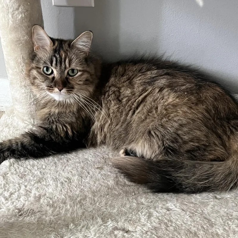 Cleo