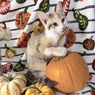 A baby small-sized female Calico Domestic Short Hair cat named Madeline for adoption in Rochester, MN