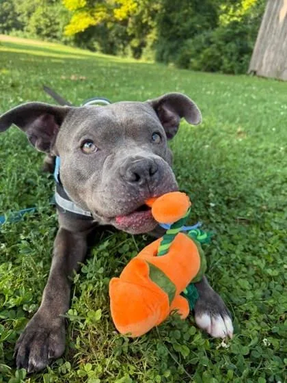 An adult medium-sized female Terrier dog named Yuki for adoption in Shawano, WI