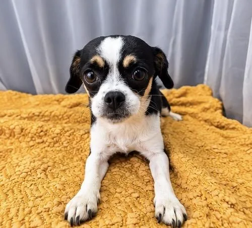 A young small-sized female Tricolor (Brown, Black, & White) Chihuahua dog named Pequè for adoption in Foley, AL