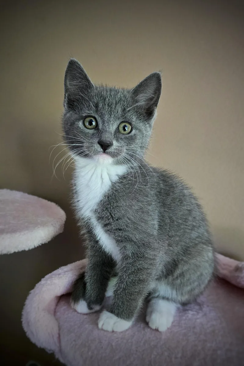 A baby small-sized female Domestic Short Hair cat named Ribbit for adoption in BREINIGSVILLE, PA