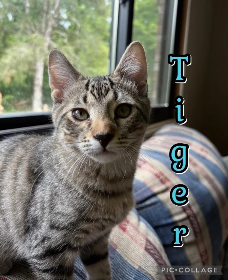 A baby small-sized male Domestic Short Hair cat named Tiger for adoption in Fort Oglethorpe, GA
