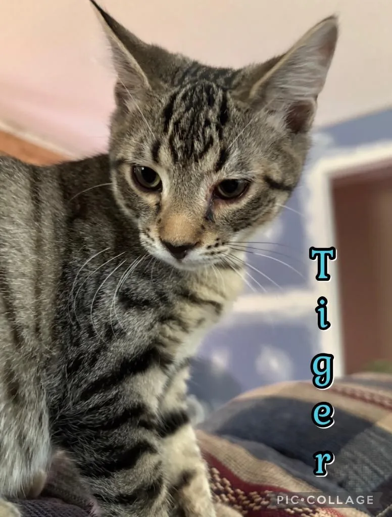 Tiger thumbnail 2