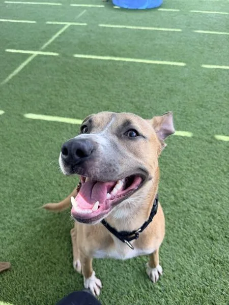 A young large-sized male Pit Bull Terrier dog named Boots McPhearson for adoption in San Diego, CA