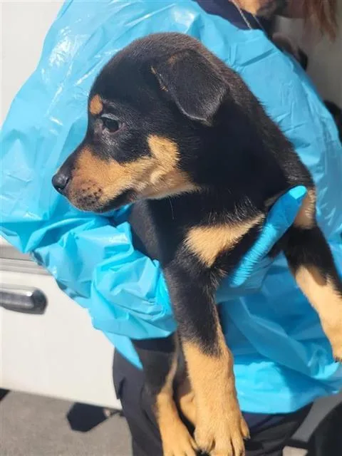 A baby small-sized male Labrador Retriever dog named Darci for adoption in San Antonio, TX