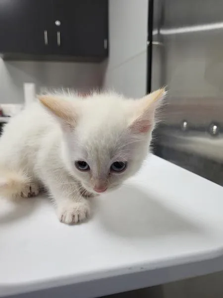 A baby small-sized male Domestic Short Hair cat named If Leo for adoption in Lawrenceville, GA