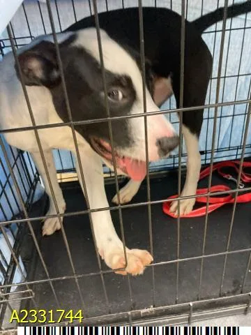 A young small-sized male Mixed Breed dog named Elmer for adoption in West Palm Beach, FL