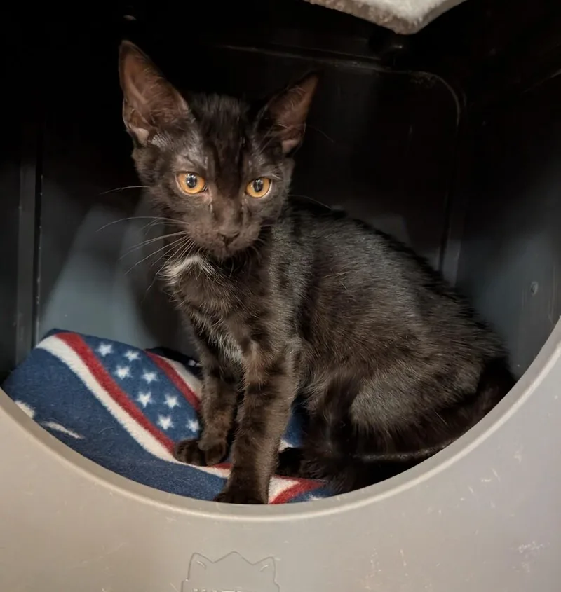 A baby small-sized male Black & White / Tuxedo Domestic Medium Hair cat named Micro for adoption in Tucson, AZ