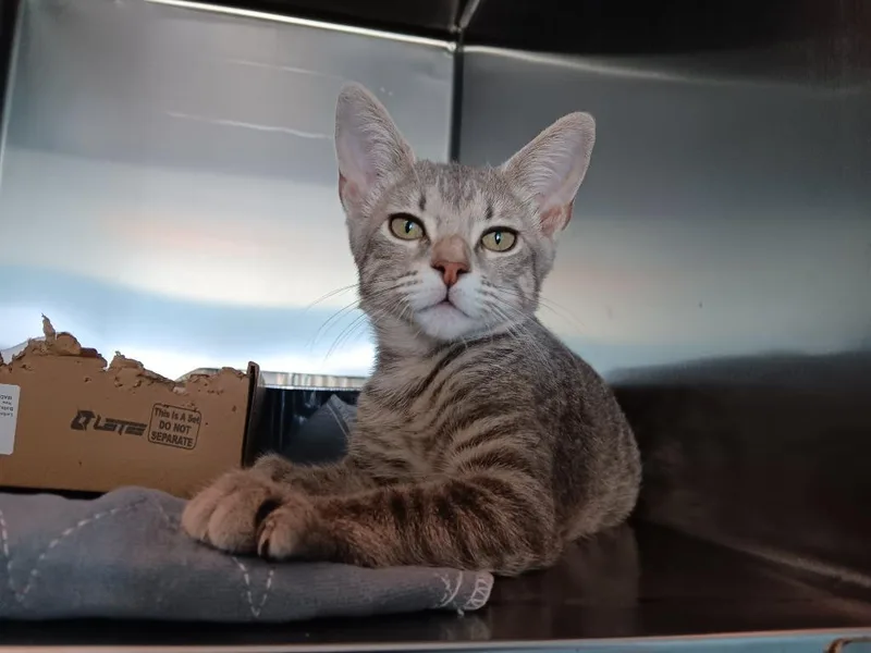 A baby small-sized female Domestic Short Hair cat named Prancer for adoption in New Braunfels, TX