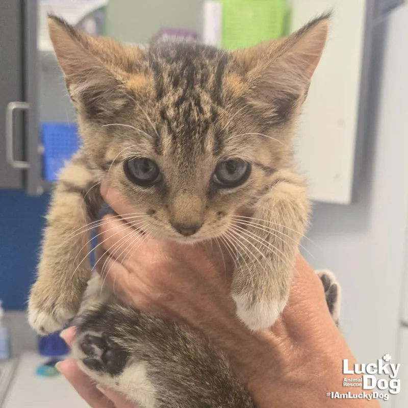 A baby medium-sized female Domestic Short Hair cat named Stardust for adoption in Washington, DC
