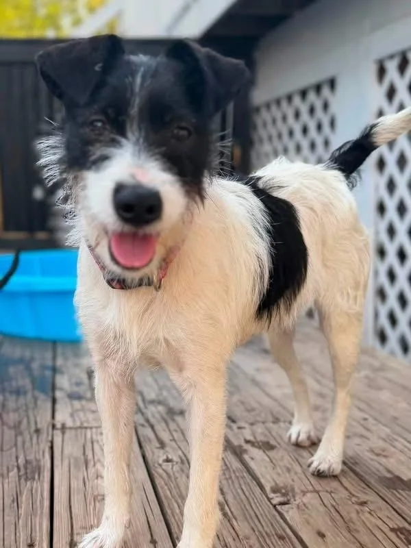 A young small-sized female Tricolor (Brown, Black, & White) Parson Russell Terrier dog named Annie for adoption in Scranton, PA