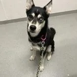 An adult large-sized male Husky dog named Buck for adoption in Hilliard, OH
