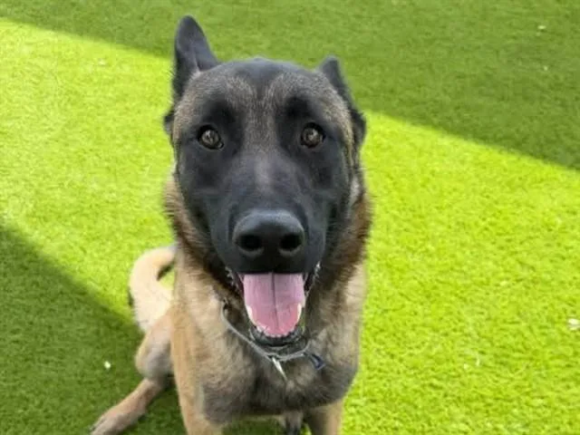 An adult large-sized male Belgian Shepherd / Malinois dog named Riggins for adoption in Martinez, CA