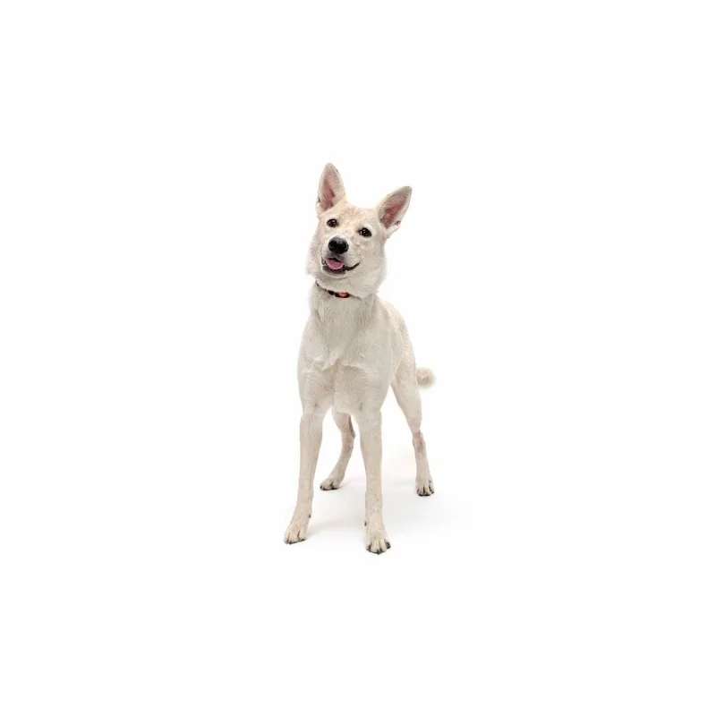 A young small-sized female White / Cream Mixed Breed dog named Amy for adoption in Playa Vista, CA