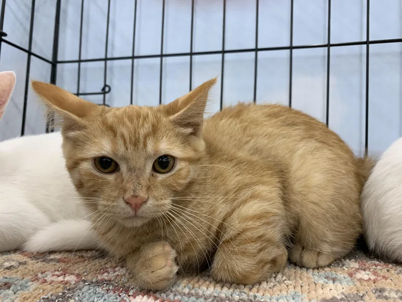 A young medium-sized female Orange / Red Domestic Short Hair cat named Makari for adoption in Shelby Township, MI