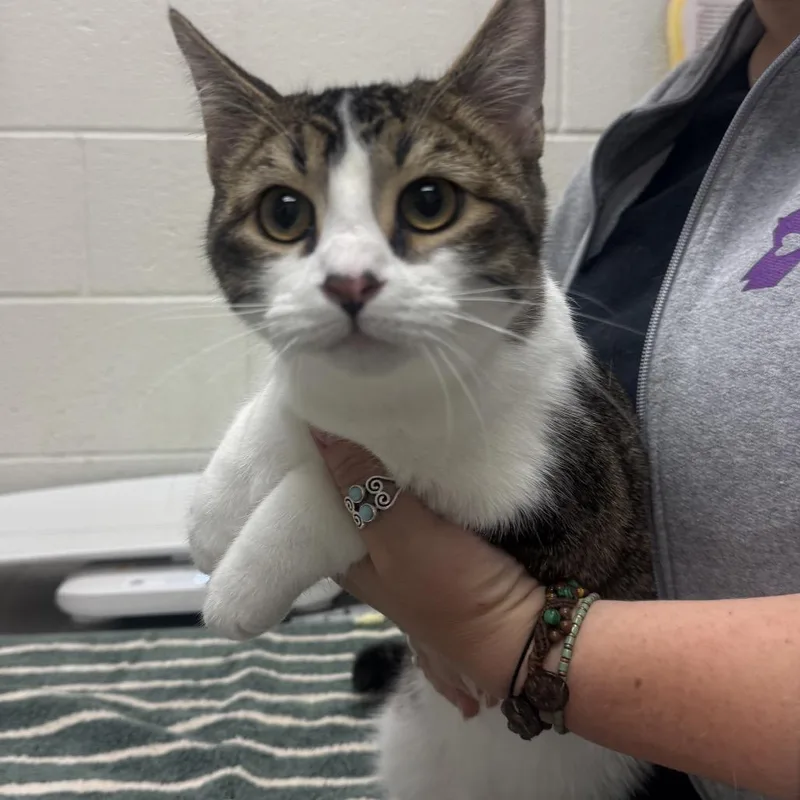 A young medium-sized male Domestic Short Hair cat named Zoro for adoption in Murray, UT