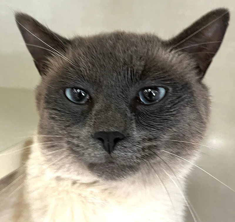 A young medium-sized male Siamese cat named Archie for adoption in Hood RIver, OR