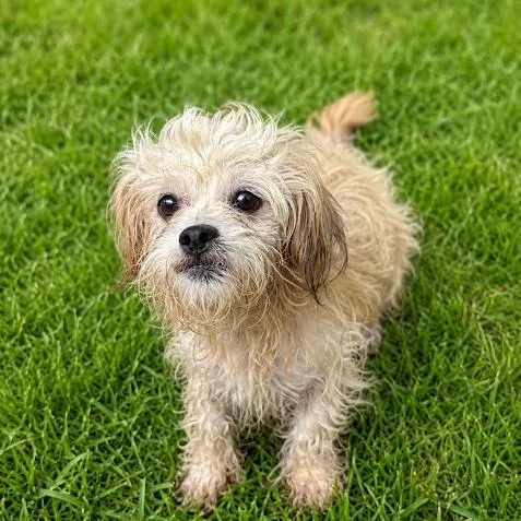 An adult small-sized female White / Cream Terrier dog named Lucy for adoption in Sonoma, CA