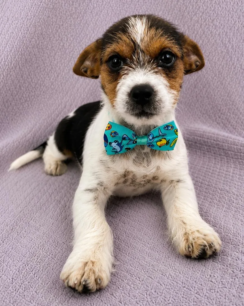 A baby small-sized male Tricolor (Brown, Black, & White) Yorkshire Terrier dog named Artie for adoption in Lodi, CA