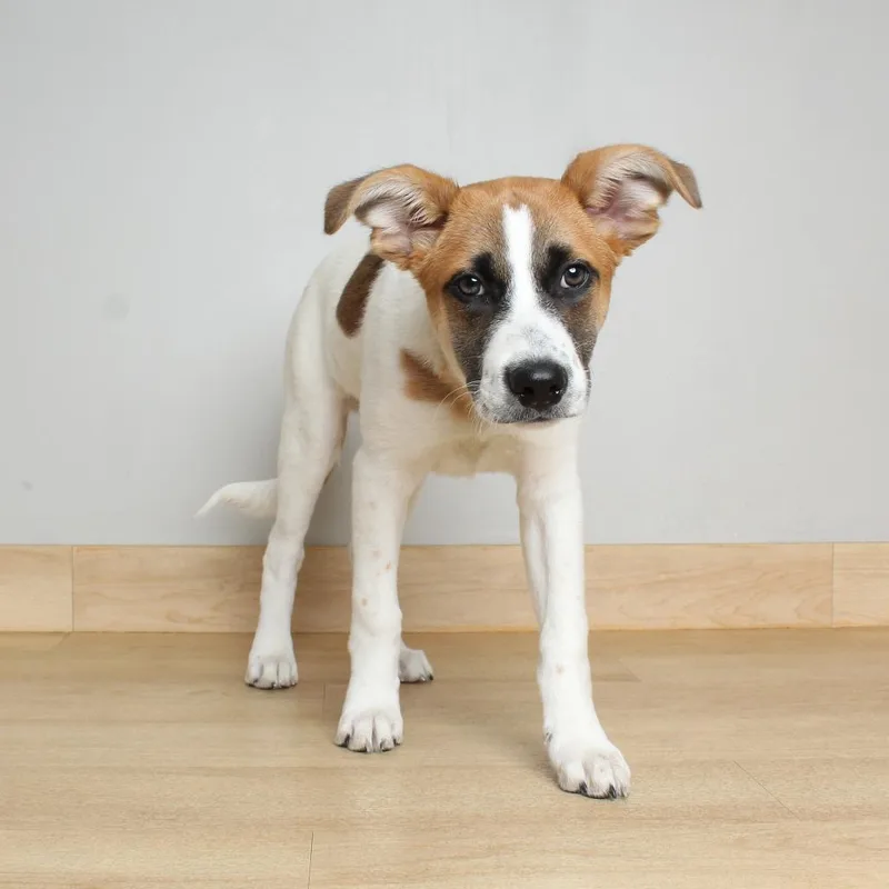 A baby medium-sized male White / Cream Australian Cattle Dog / Blue Heeler dog named Charlie D for adoption in Minnetonka, MN