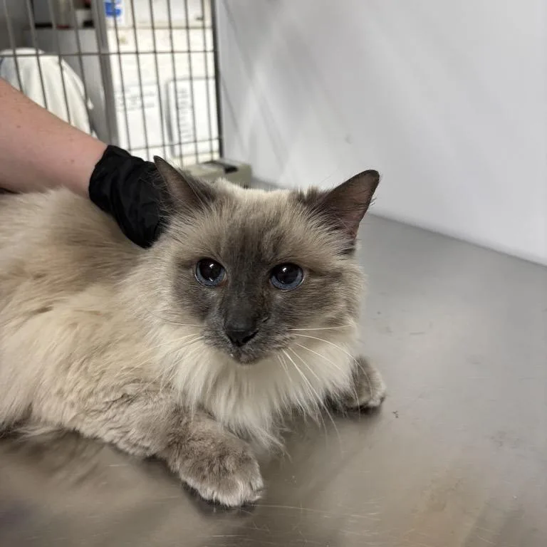 A senior medium-sized female Cream / Ivory Domestic Long Hair cat named Roo for adoption in New York, NY