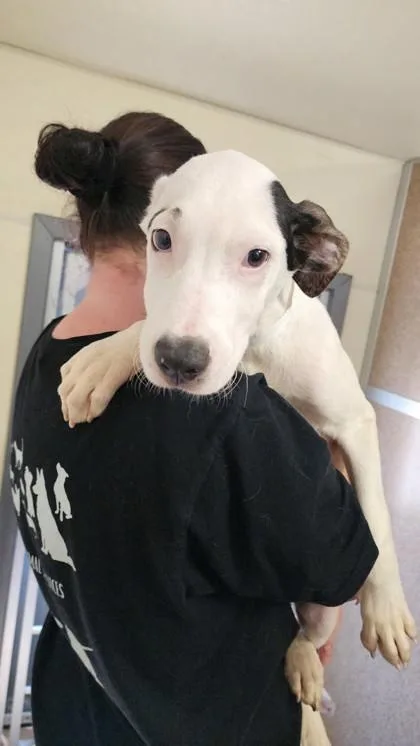 A baby medium-sized male Terrier dog named Rodger for adoption in East Brookfield, MA