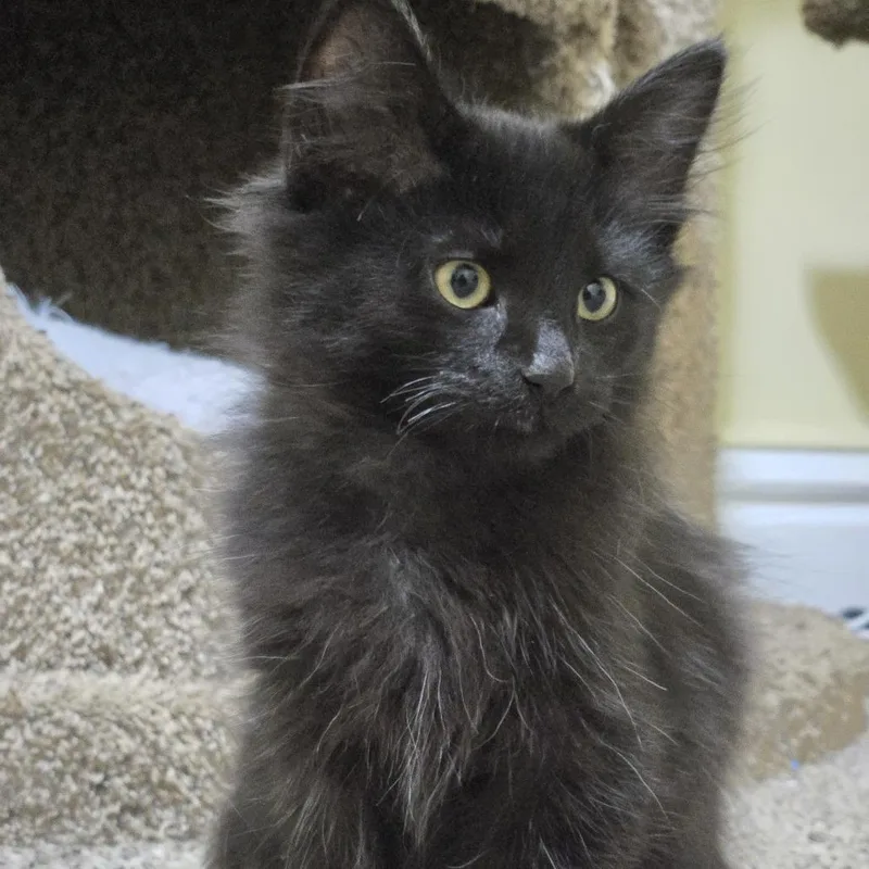 A baby small-sized male Black Domestic Short Hair cat named Walter for adoption in Minneapolis, MN