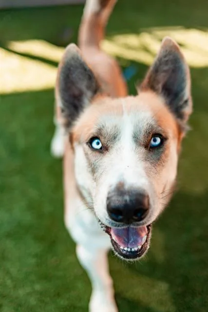 A young large-sized male Mixed Breed dog named Corleone for adoption in Dallas, TX