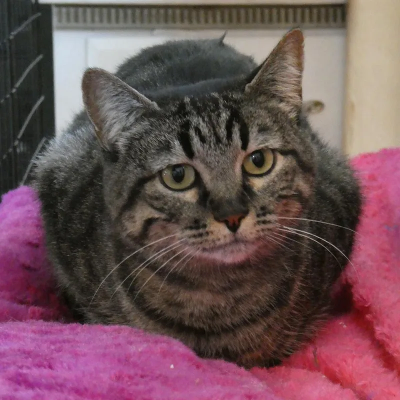 An adult medium-sized female Brown / Chocolate Domestic Short Hair cat named Rebel for adoption in Brea, CA