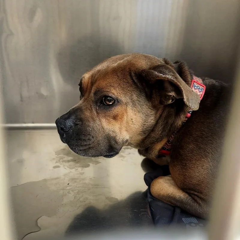 A young medium-sized female Brown / Chocolate Mixed Breed dog named Diamond for adoption in Winston-Salem, NC
