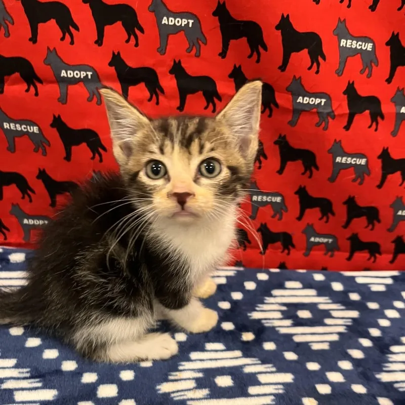A baby small-sized male Black Domestic Short Hair cat named Sprite for adoption in Washburn, MO