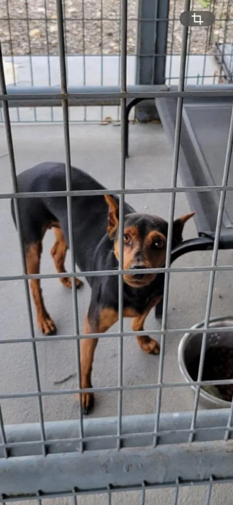 A senior small-sized female Miniature Pinscher dog named Halle for adoption in Belton, TX