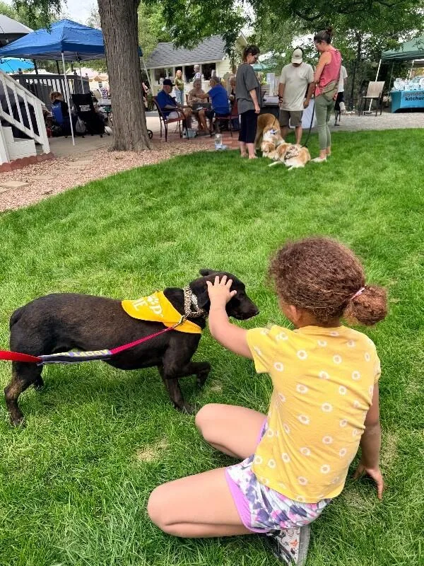 A young medium-sized female Cattle Dog dog named Layla for adoption in Windsor, CO