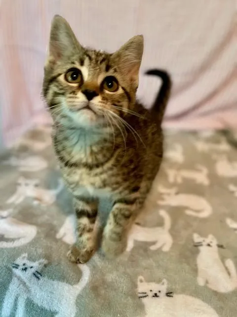 A baby medium-sized female Black Domestic Short Hair cat named Sunflower for adoption in Racine, WI
