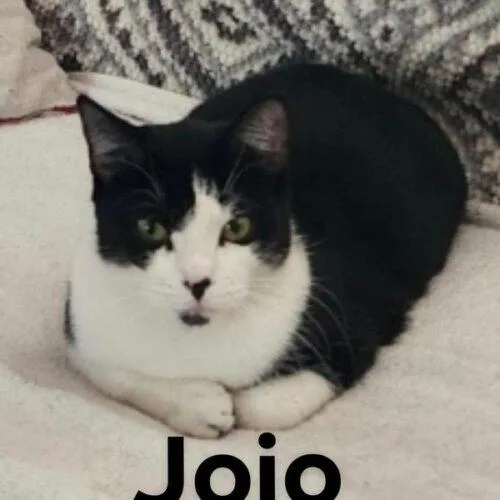 Jojo thumbnail 5