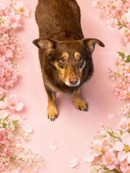 Flower~housebroken!